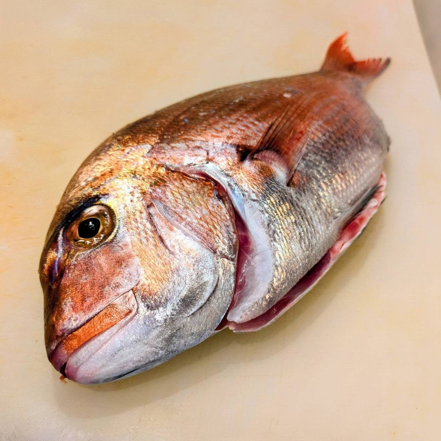 三浦三崎から真鯛が入荷しました🐟️