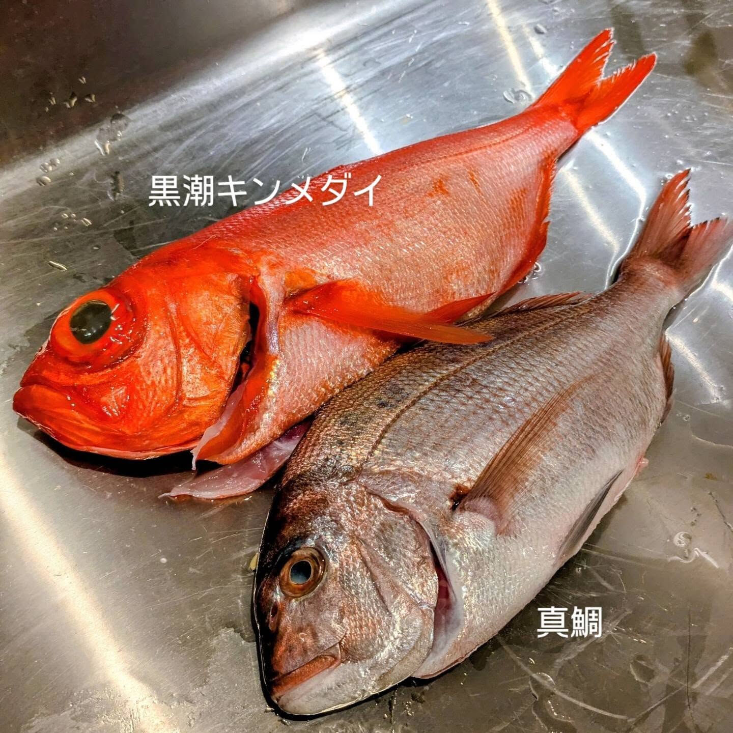 三浦三崎から鮮魚入荷しました