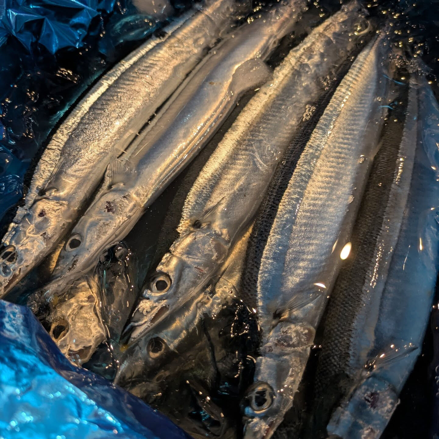 新サンマ入荷しました🐟️