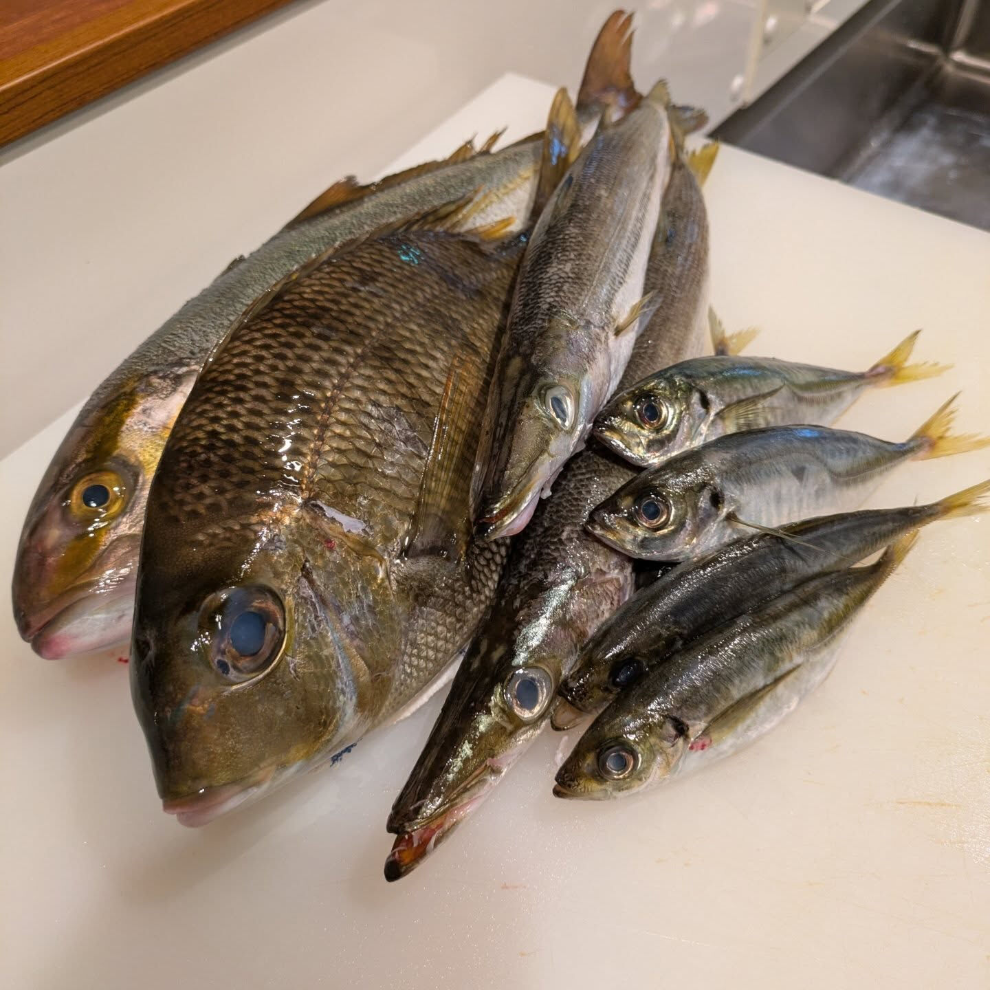 三崎の鮮魚と北海道のサンマが入荷しました🐟️