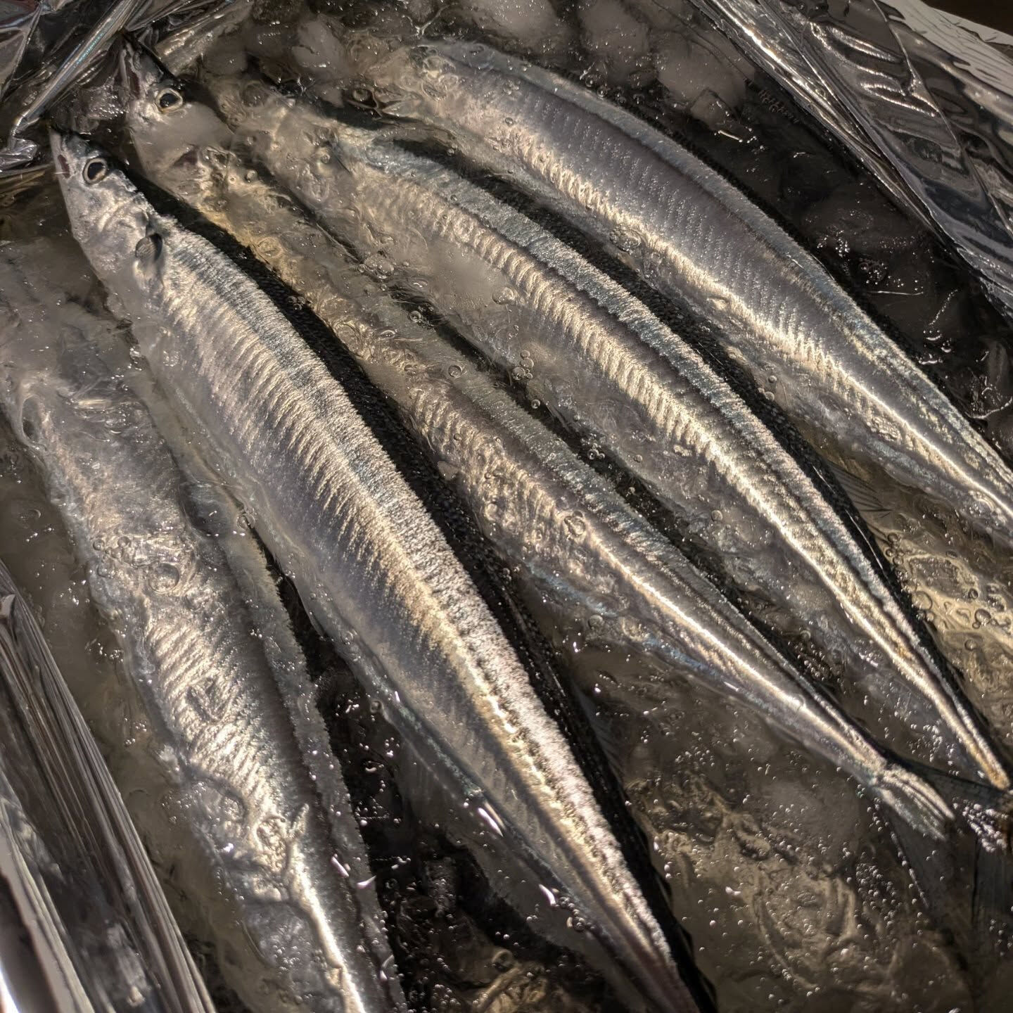 三崎の鮮魚と北海道のサンマが入荷しました🐟️