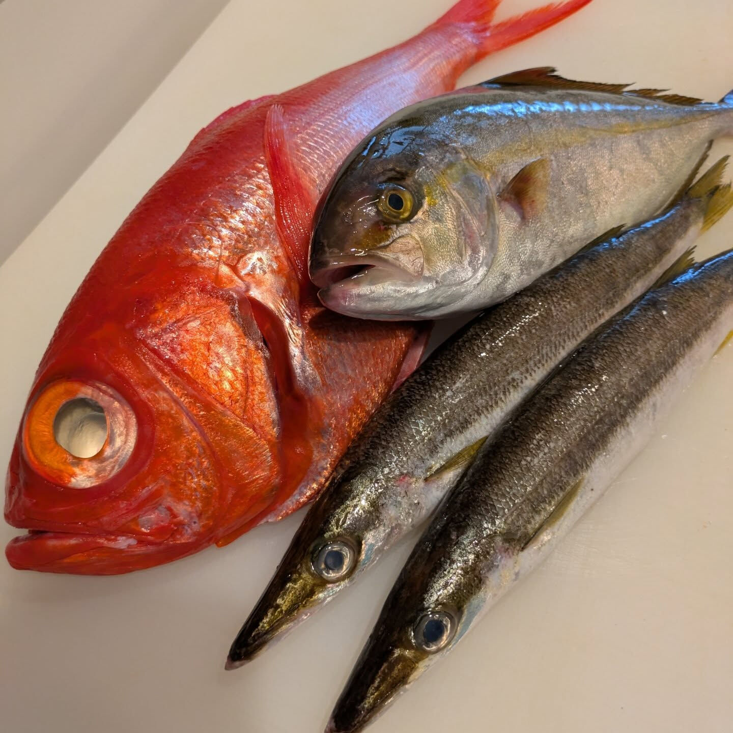 三崎の鮮魚と北海道の秋刀魚入荷しました🐟️