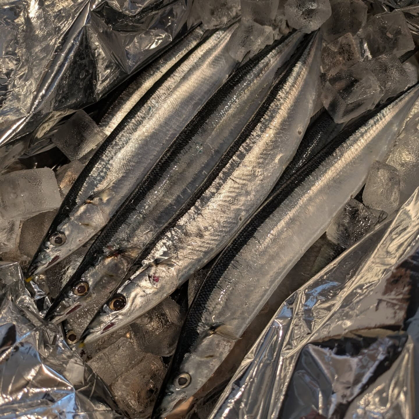 三崎の鮮魚と北海道の秋刀魚入荷しました🐟️