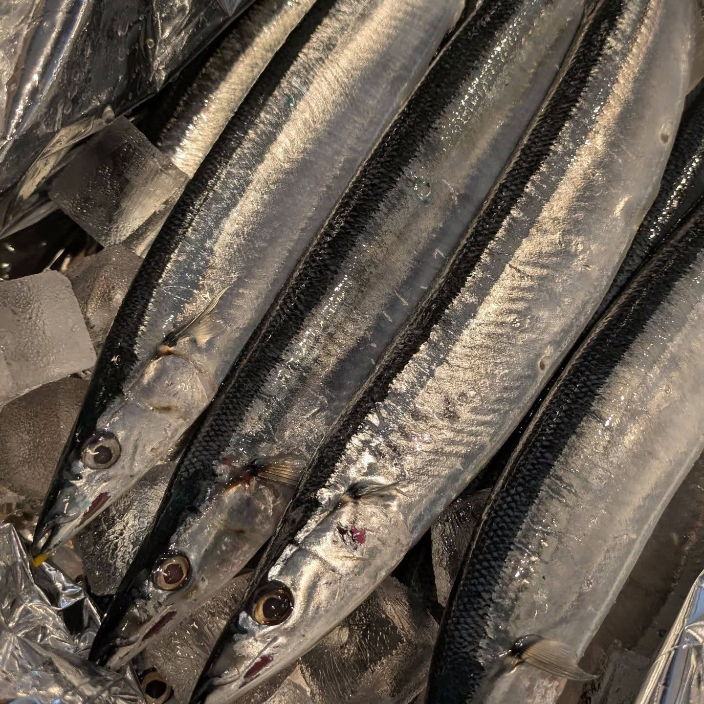 三崎の鮮魚と北海道の秋刀魚入荷しました🐟️