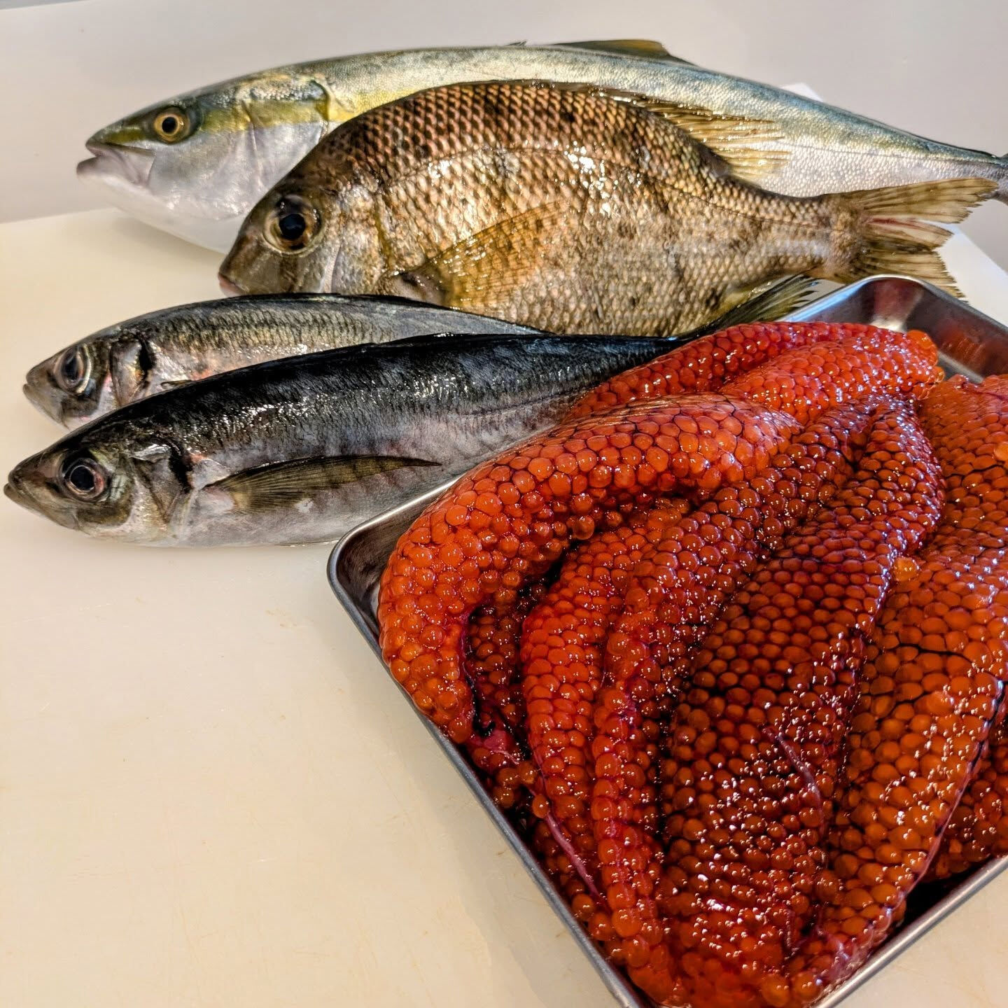 三崎の鮮魚入荷しました🐟️