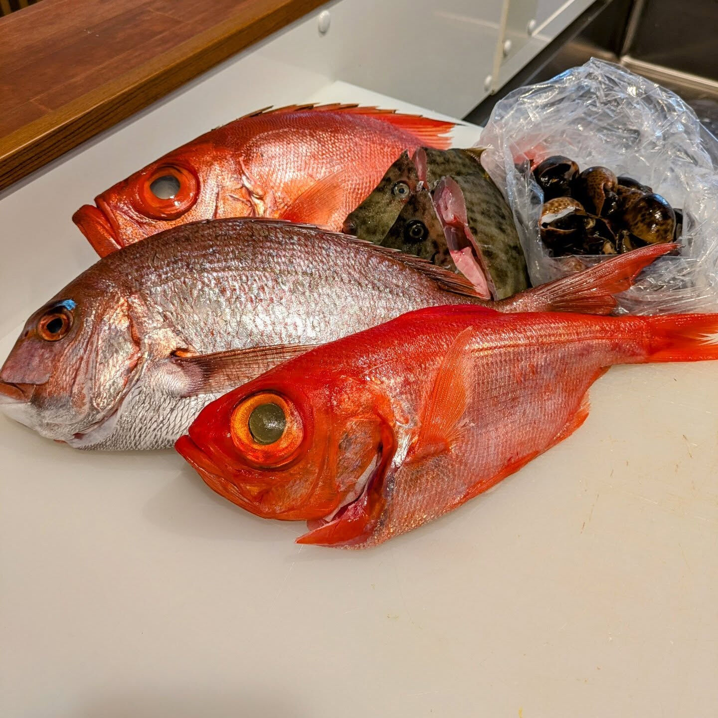 三崎の鮮魚入荷しました🐟️