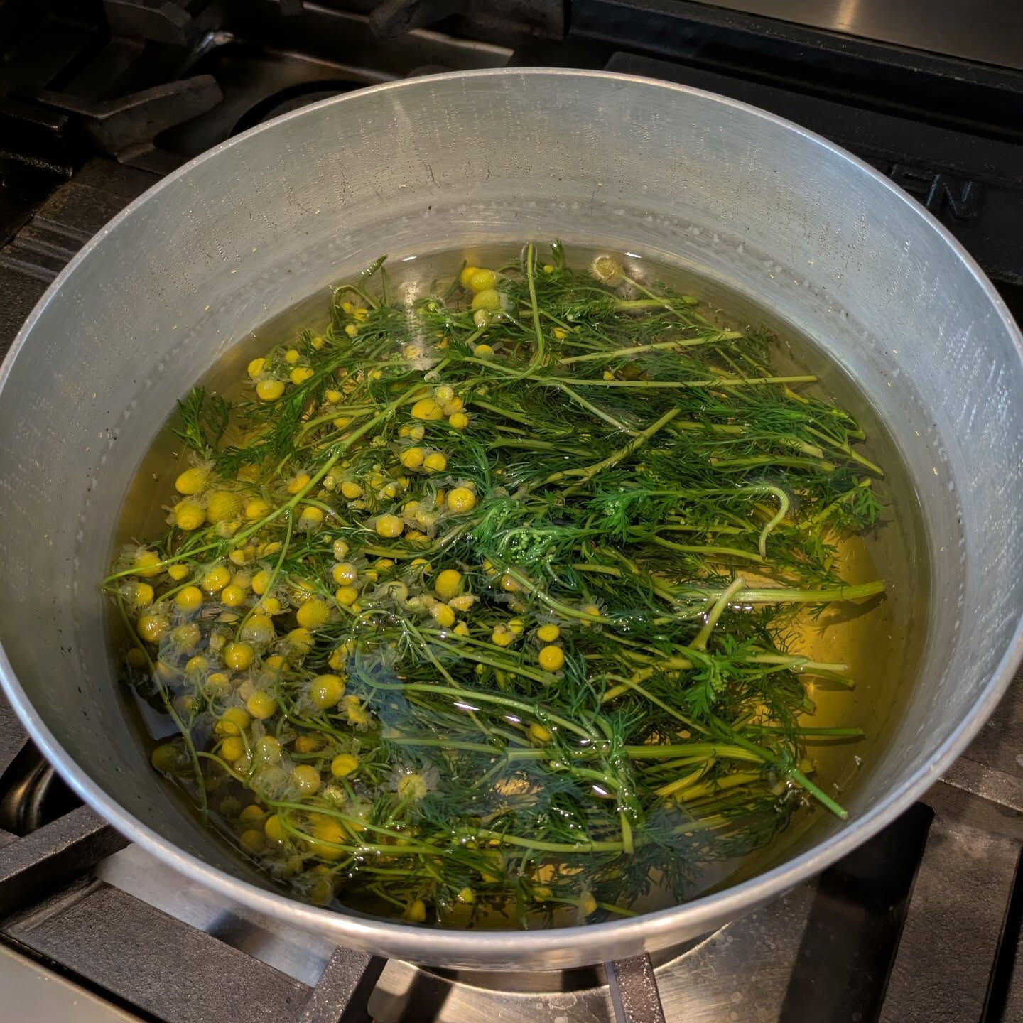 鎌倉野菜のカモミールです